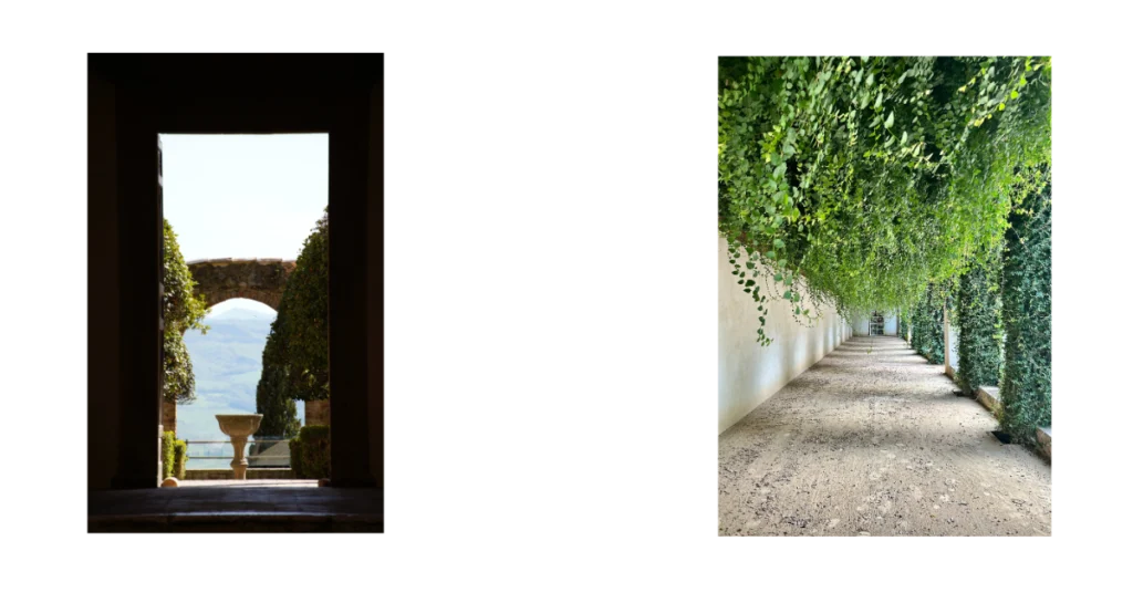 Italian arch climbing vines 